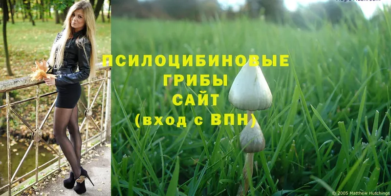 Галлюциногенные грибы Cubensis  как найти закладки  Александровск-Сахалинский 